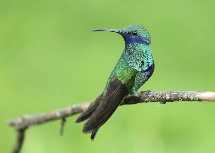 La leggenda Maya del colibrì che commuove grandi e piccini La leggenda Maya del colibrì che commuove grandi e piccini