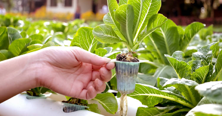 plantar agroecología