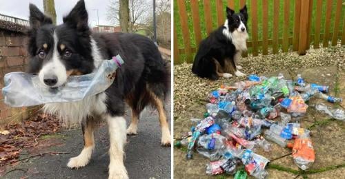 perrito basura (2) perrito basura (2)