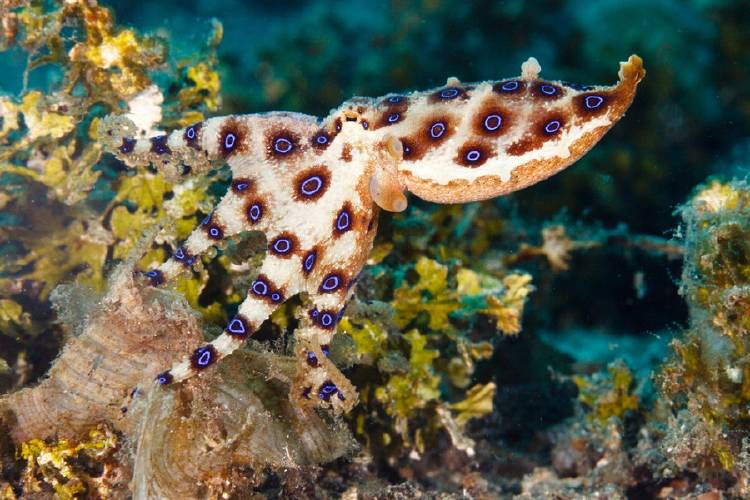 pulpo pulpo