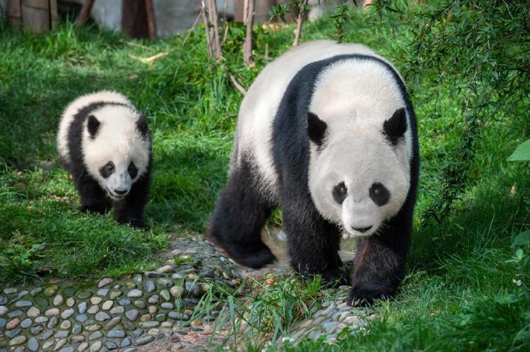 PANDA3
