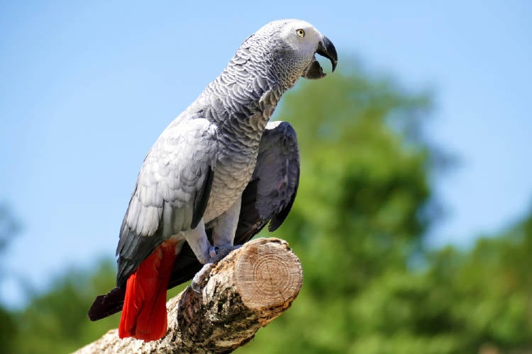 loro gris africano loro gris africano