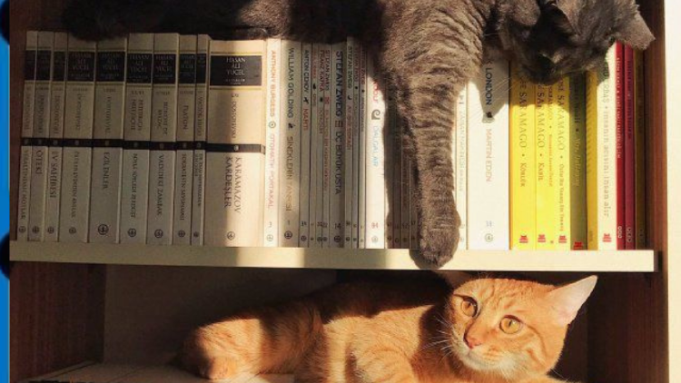 gatos South Paw Conservation se encarga de la adopción. Y para estar seguros que quien se los lleva lo hace por amor y porque el gato los conquistó, cobran U$S 178 por adopción (Foto: Pinterest)