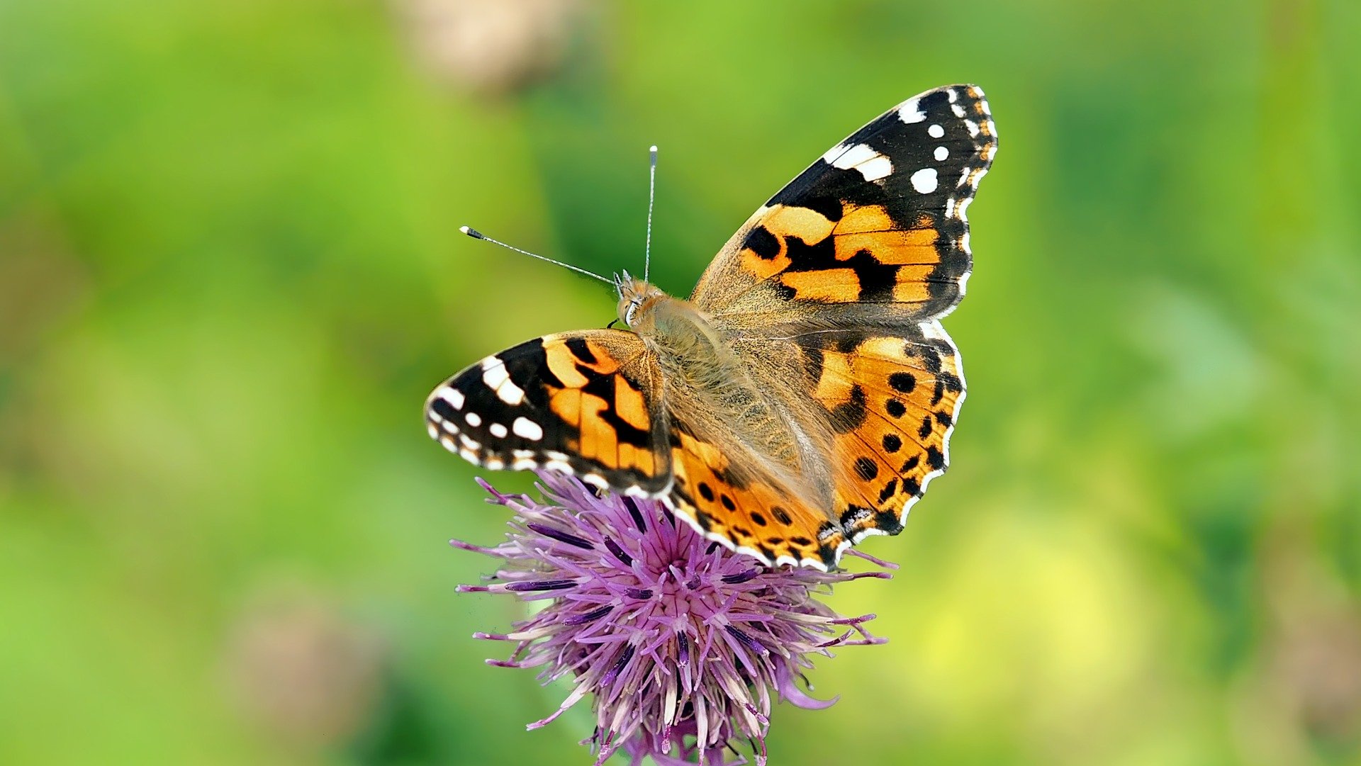 Así es como puedes atraer más mariposas a tu jardín
