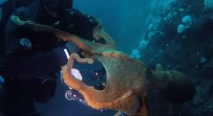 pulpo gigante2 pulpo gigante2