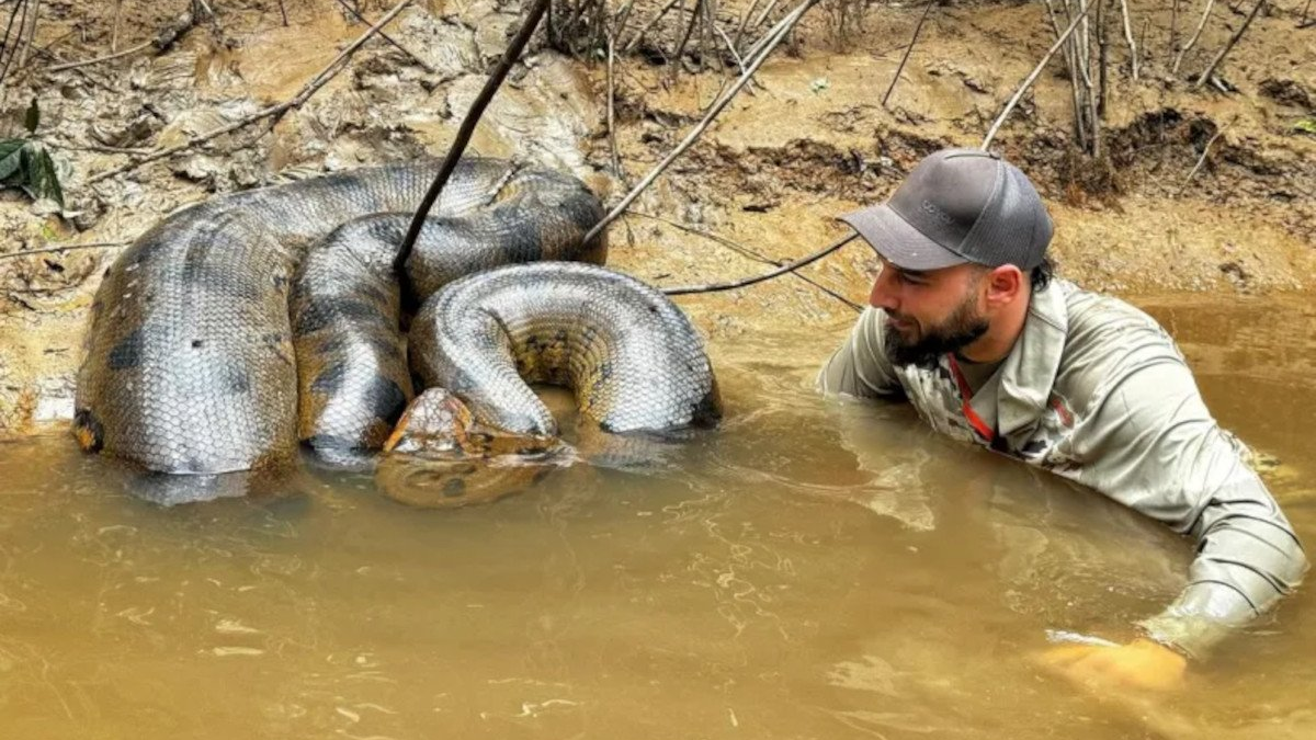 veterinario anaconda