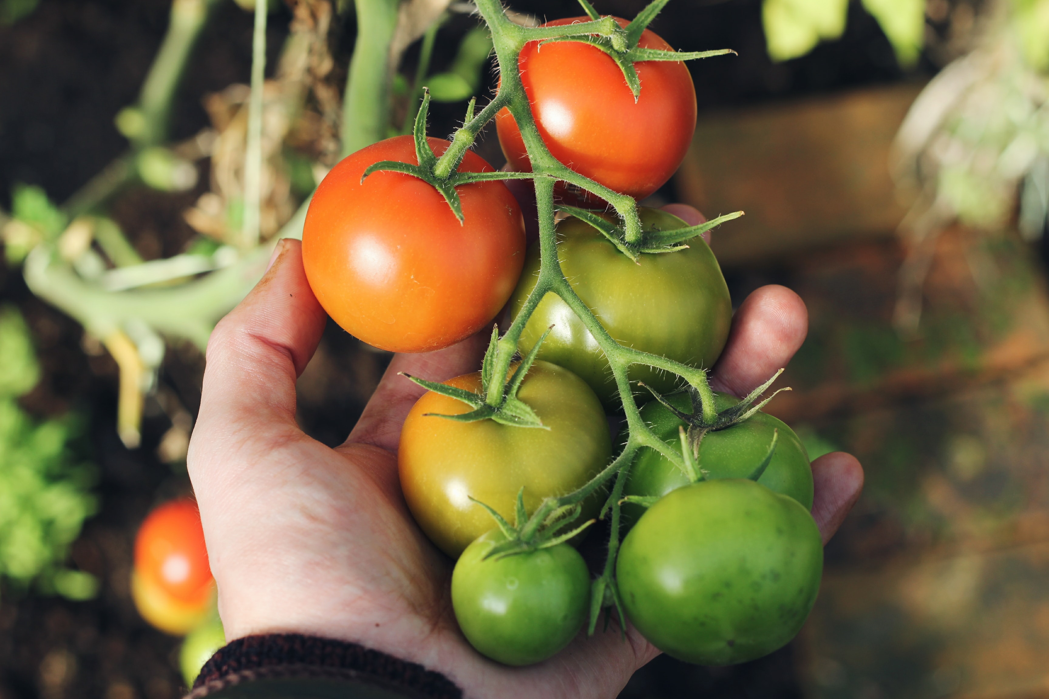 planta de tomates en maceta planta de tomates en maceta