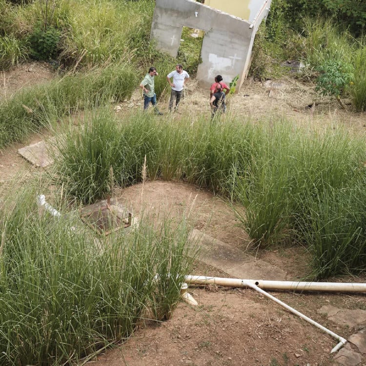 siembras de vetiver en trinidad y tobago siembras de vetiver en trinidad y tobago