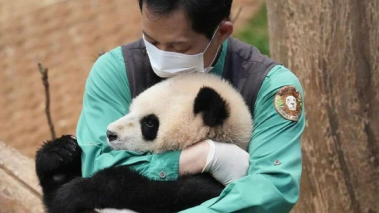 oso panda En China, la convocatoria para buscar cuidadores de pandas adquirio fuerza y se convirtió en una oportunidad laboral que brinda condiciones óptimas (Foto: Pinterest)
