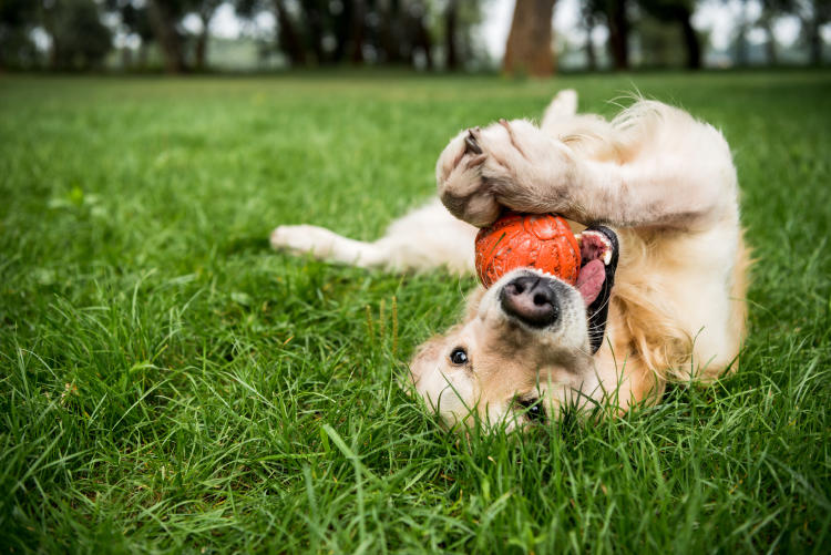 perros animales perros animales