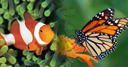 especies reino animal cambiar genero especies reino animal cambiar genero