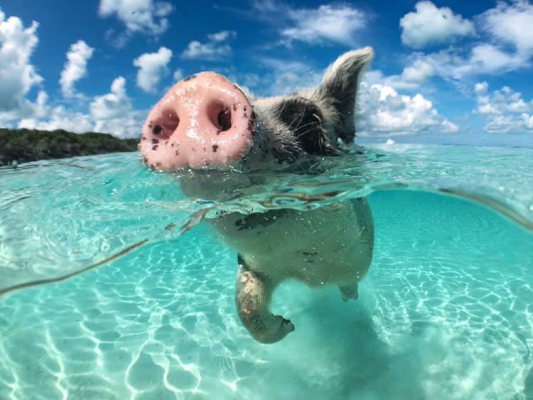 cerdo nadando