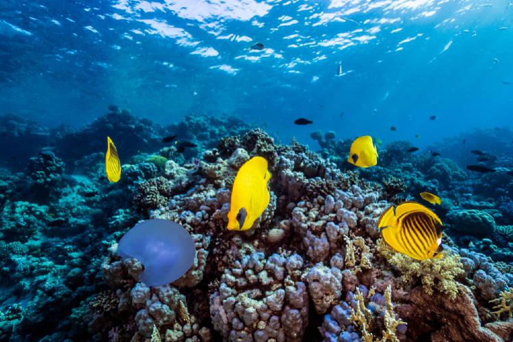 peces mar oceano peces mar oceano