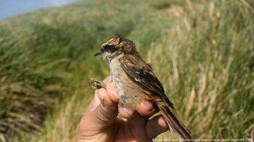 Nuevo pájaro rayadito subantártico Imagen del rayadito subantártico.