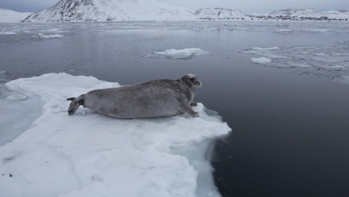 focas polo sur2 focas polo sur2