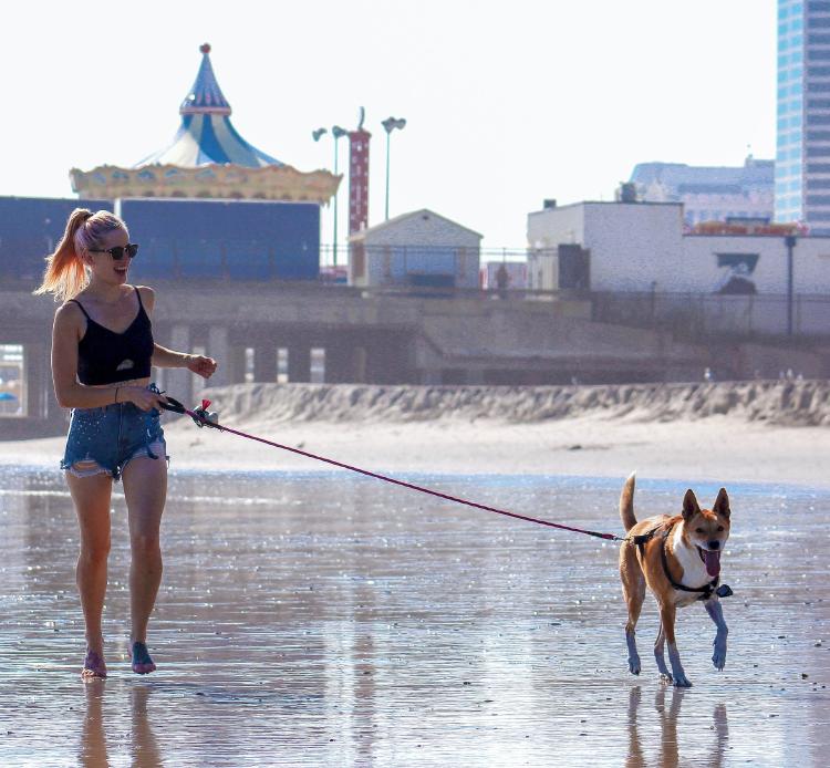 woman-and-dog-3445103_1920