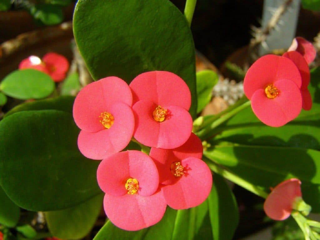 flores ornamentales 1024x768 flores ornamentales 1024x768