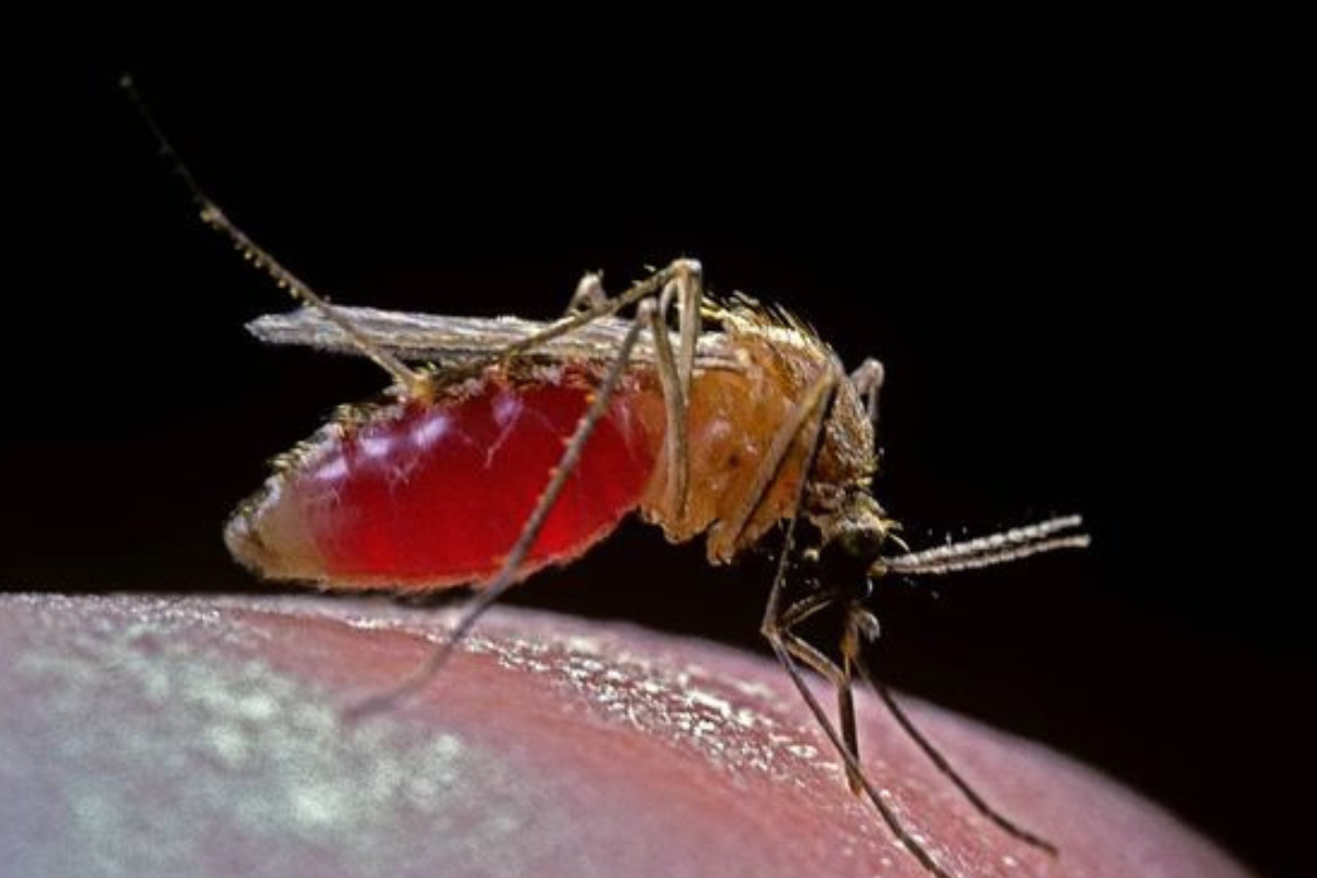 virus oropuche El virus del Oropuche, una amenaza subestimada en América Latina está generando un número preocupante de infecciones. (Foto: Pinterest)