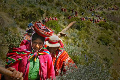 reflorestar Andes reflorestar Andes