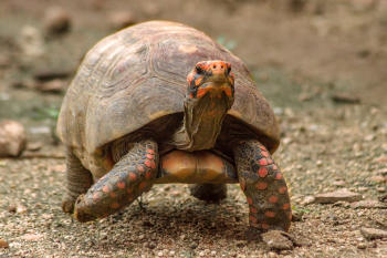 Tortuga carbonaria   Chelonoidis carbonaria (AdobeStock_528825998)