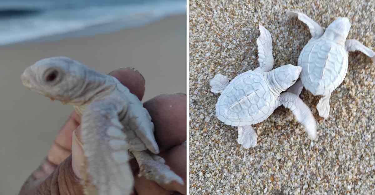 tortuguitas albinas tortuguitas albinas