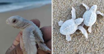 tortuguitas-albinas
