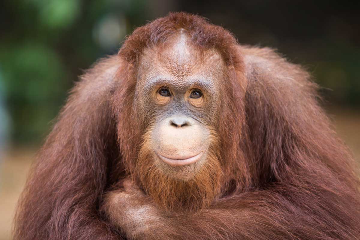 ORANGUTAN ORANGUTAN