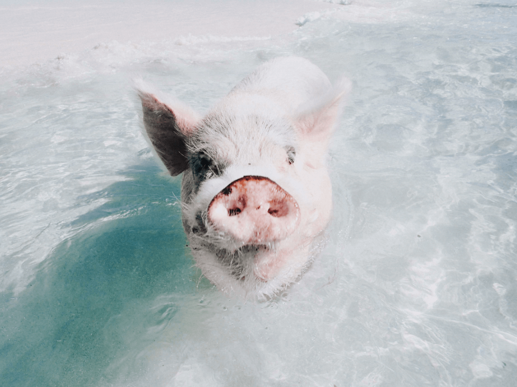 pig beach cerdo en el agua (1)