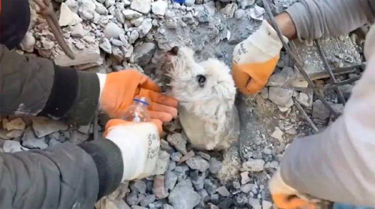 rescate perrito2 rescate perrito2