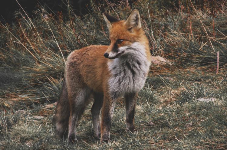 zorros 10 animales que trasmitieron enfermedades en las últimas décadas