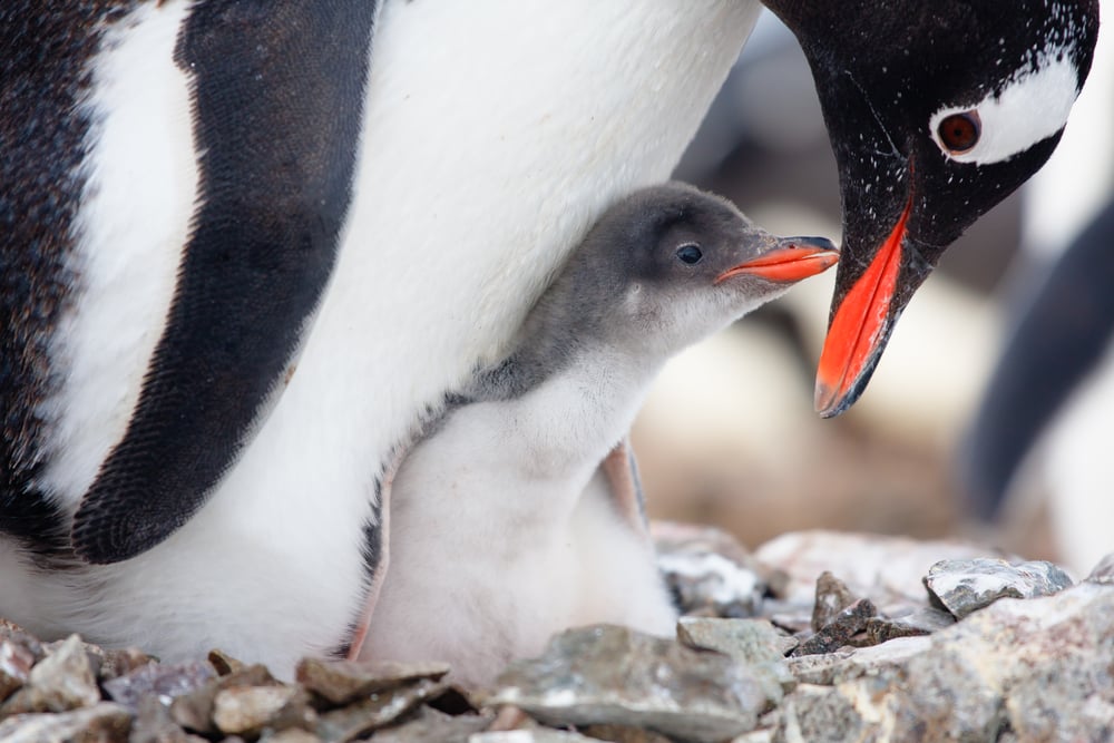 11 datos curiosos y poco conocidos sobre los pingüinos | Bioguia