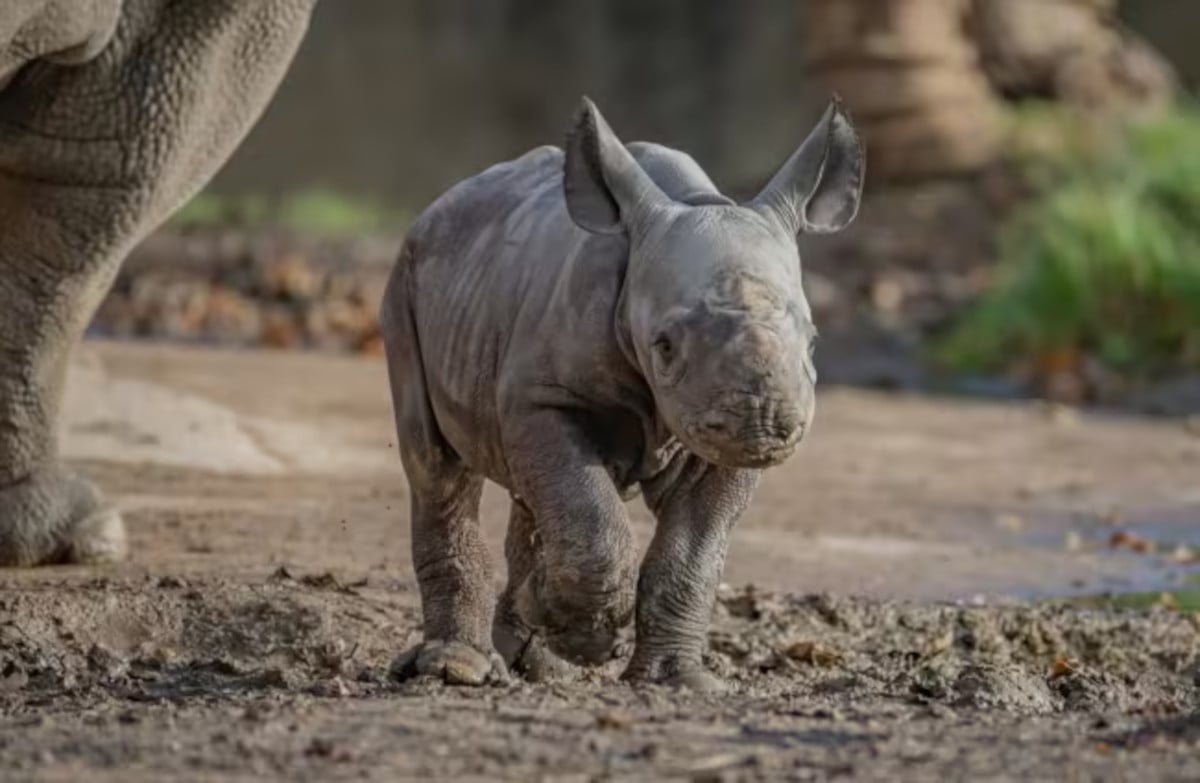 Graban nacimiento de uno de los animales más raros del mundo | Bioguia