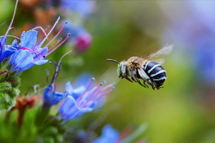 abeja bienes y servicios ambientales