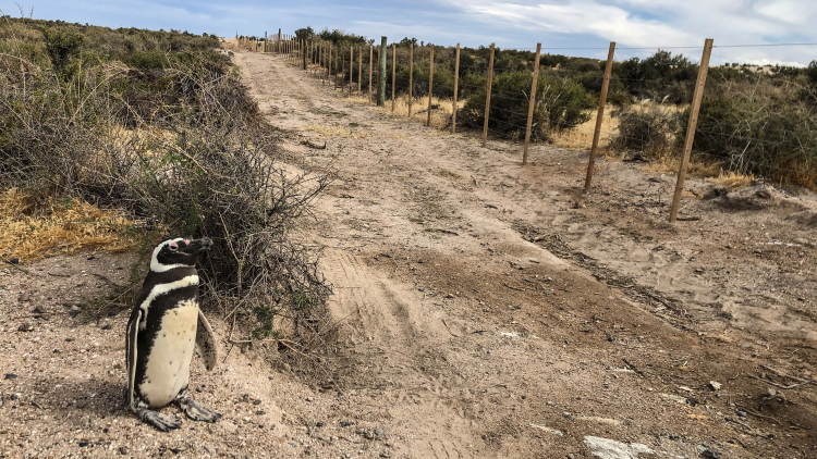  Matanza Colonia Pinguinos Punta Tombo (6) min