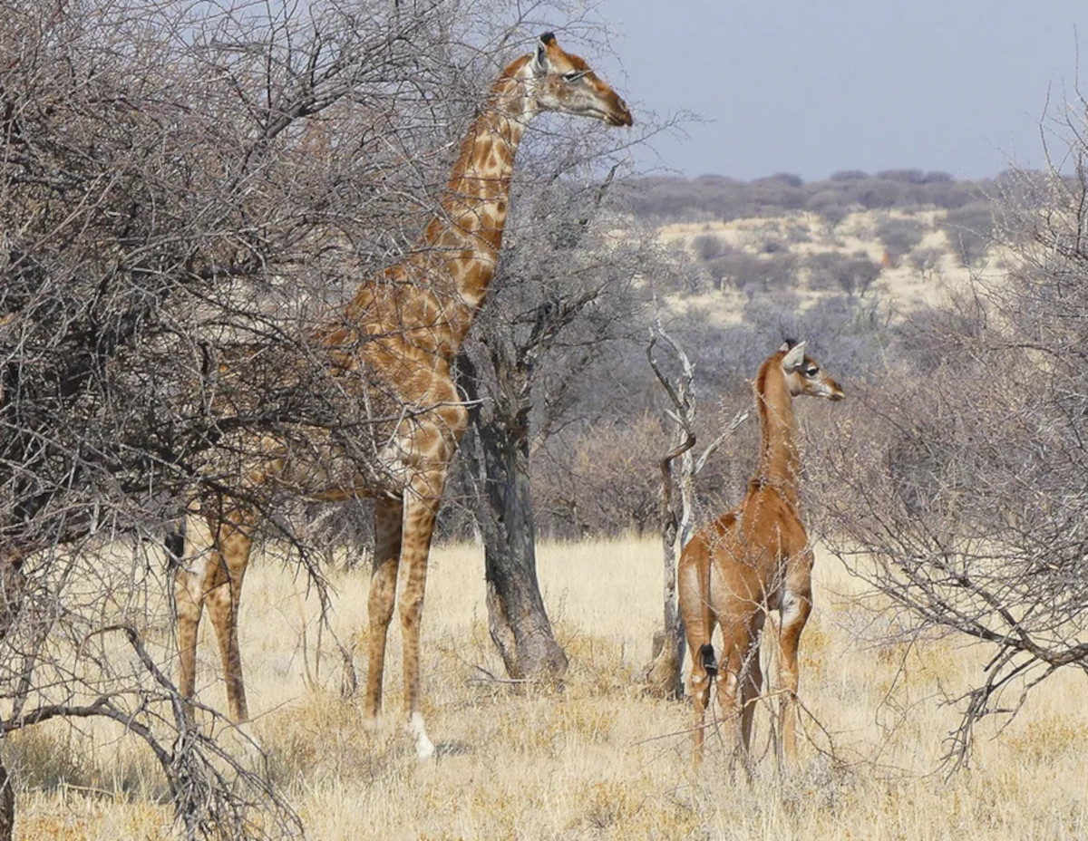 jirafa sin manchas2 jirafa sin manchas2