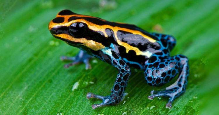 Imagen aposematismo Imagen aposematismo