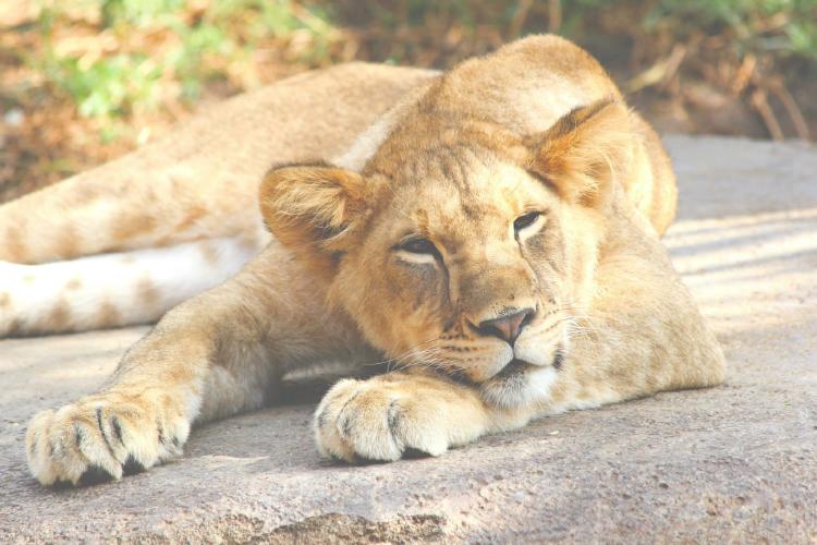 leona Hallan a una leona abandonada en una casa de México