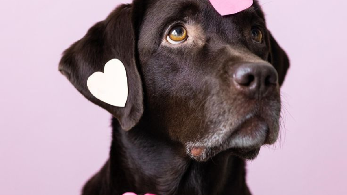 Comprender la cognición canina y la memoria a largo plazo en perros ayuda a entender mejor cómo procesan la información (Foto: Pinterest)