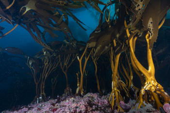 Bosques de Algas en el Mar Patagónico   Foto por Cristian Lagger Director Científico de Fundación Por el Mar