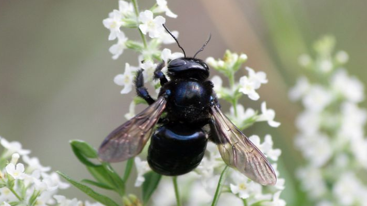 abejorro Xylocopa es una especia a la cual buscan rescatar frente a la posible extinción. (Foto: Pinterest)