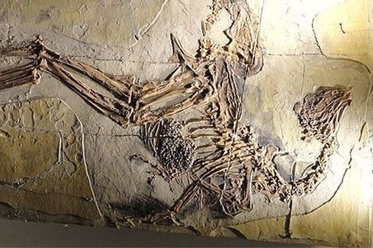 El esqueleto del fósil recién hallado de Zhenyuanlong, el dinosaurio alado de gran tamaño del Cretácico Temprano Propias