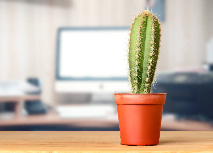 cactus plantas para la oficina