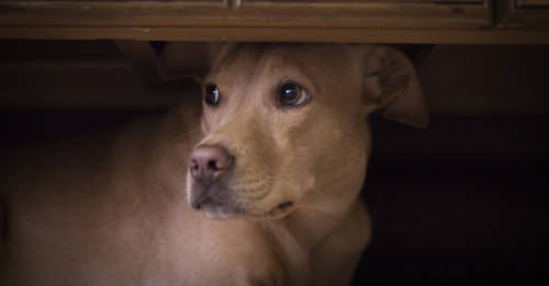 perros espiritus perros espiritus