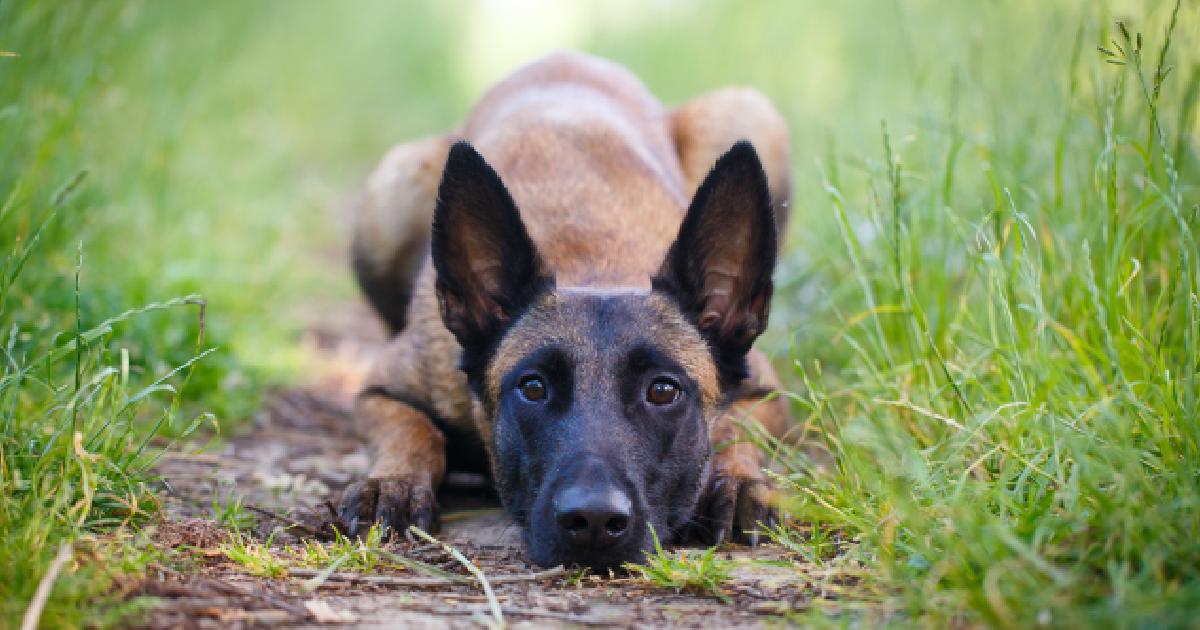 Perro más inteligente Perro más inteligente