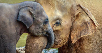 polemico motivo botsuana caza elefantes
