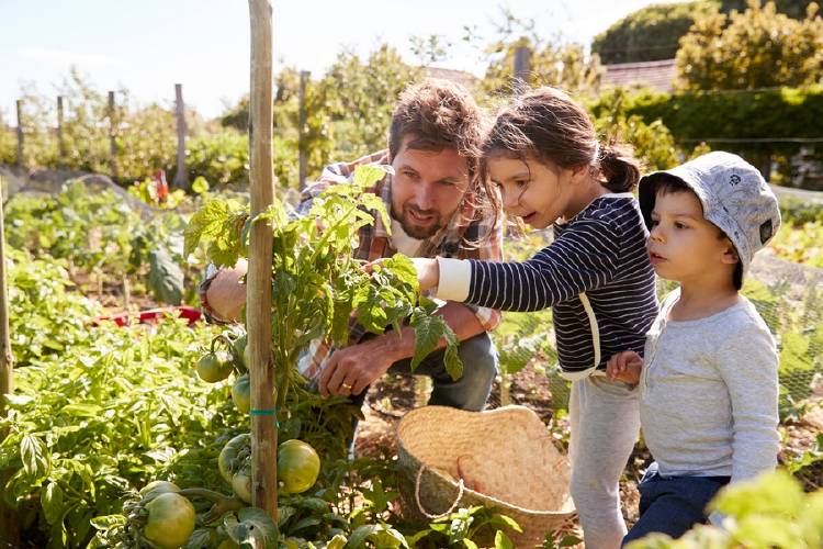 padre e hijos sembrando plantas en jardin casero agricultura urbana