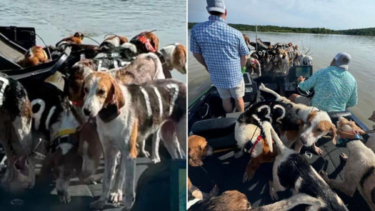 rescate perros2 rescate perros2