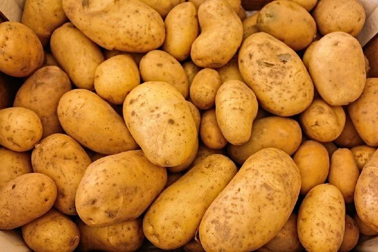 papa patata tubérculo vegetales Diferenciar un tubérculo, un bulbo y una raíz tuberosa