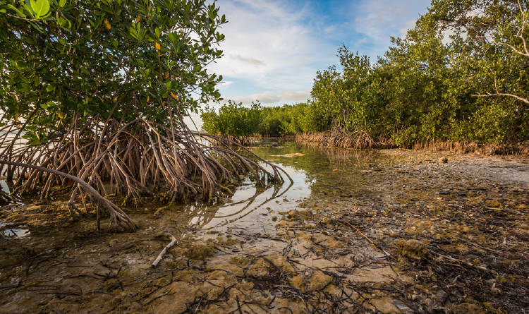 manglar