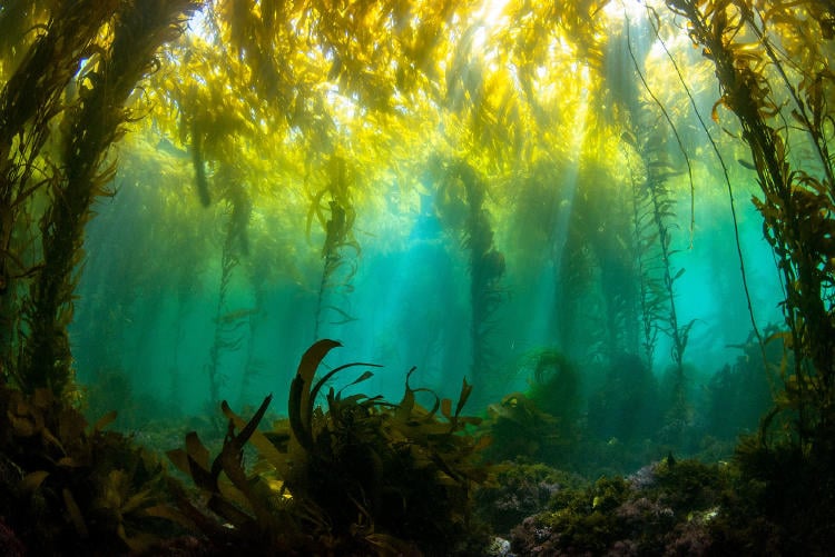 Eduardo Sorensen_Mission Blue_MasKelp. Giant kelp forests in Baja California, Mexico, 2023